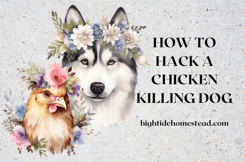 How To Hack A Chicken Killing Dog - hightidehomestead.com