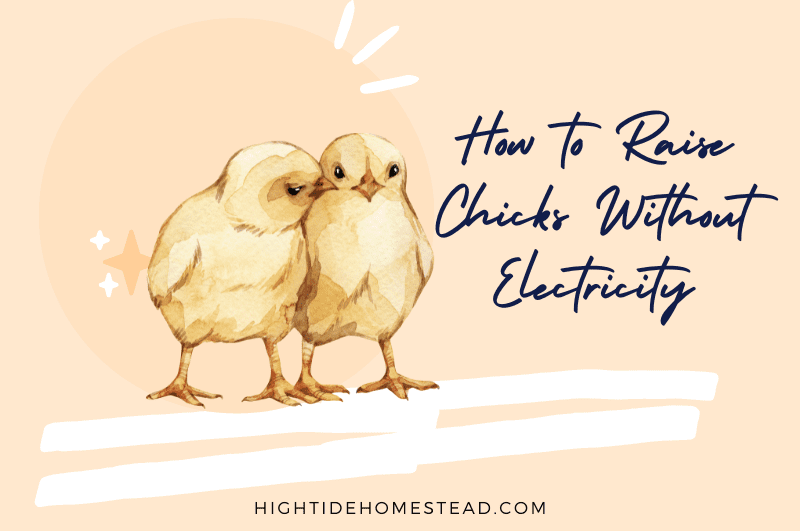 How to Raise Chicks Without Electricity - hightidehomestead.com