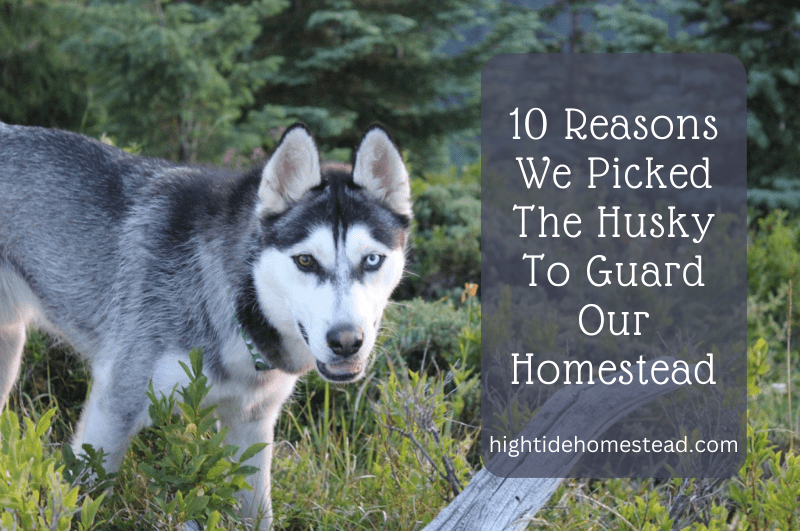 10 Reasons We Picked The Husky To Guard Our Homestead - hightidehomestead.com