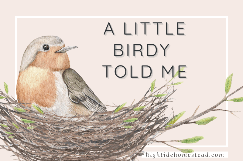 A Little Birdy Told Me - hightidehomestead.com