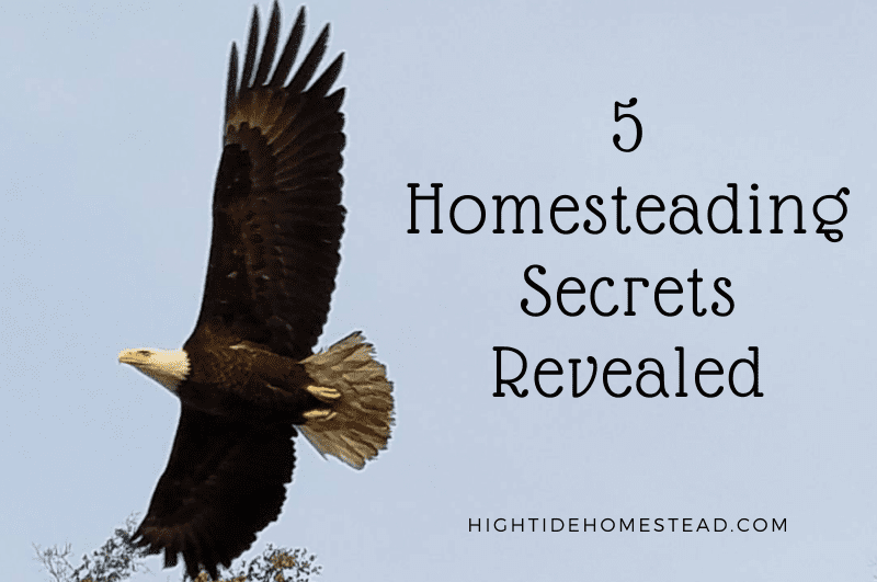 5 Homesteading Secrets Revealed - hightidehomestead.com