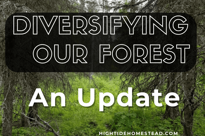 Diversifying Our Forest Update