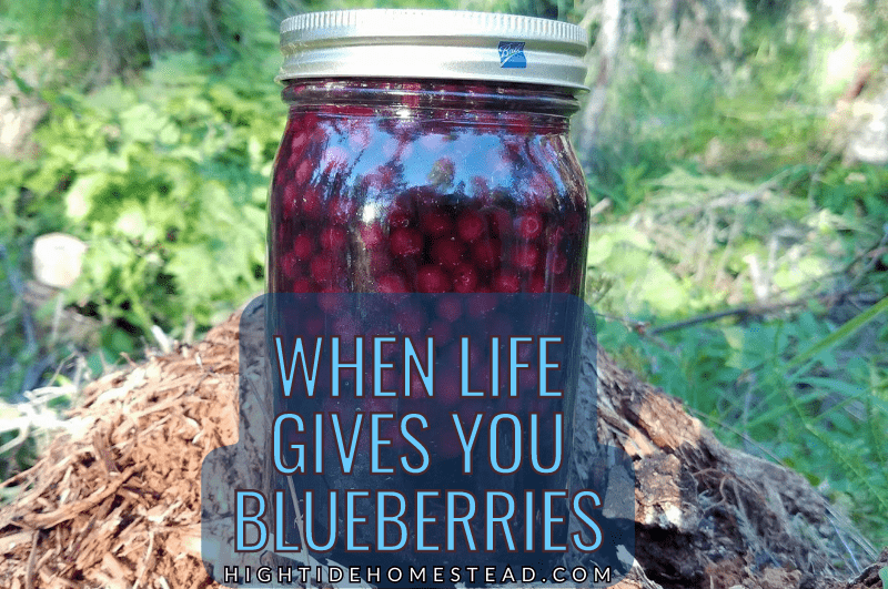 When Life Gives You Blueberries - hightidehomestead.com