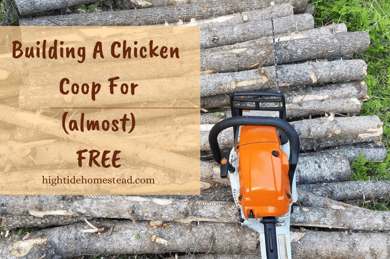 Building a chicken coop for (almost) free - hightidehomestead.com