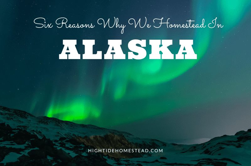 Six Reasons Why We Homestead In Alaska - hightidehomestead.com