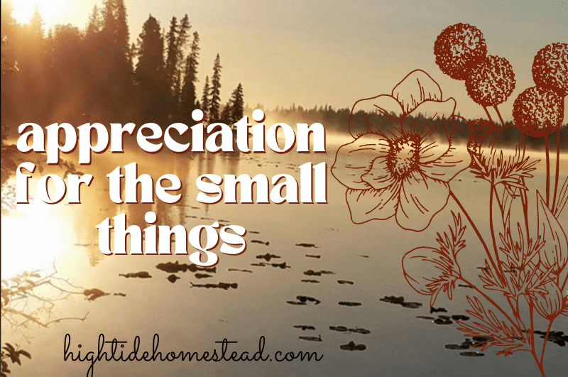 Appreciation for the Small Things - hightidehomestead.com