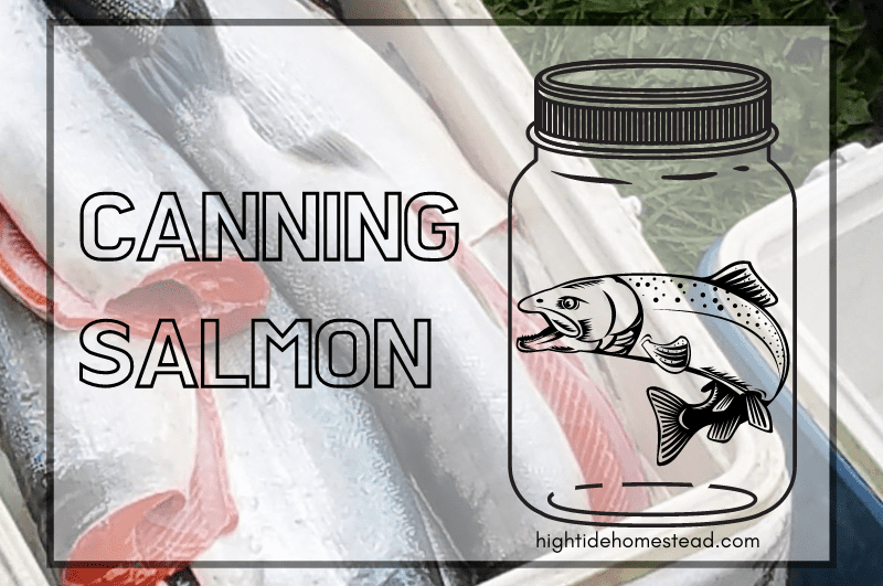 Canning Salmon - hightidehomestead.com