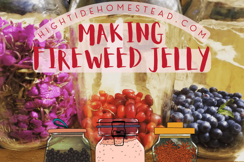 Making Fireweed Jelly - hightidehomestead.com