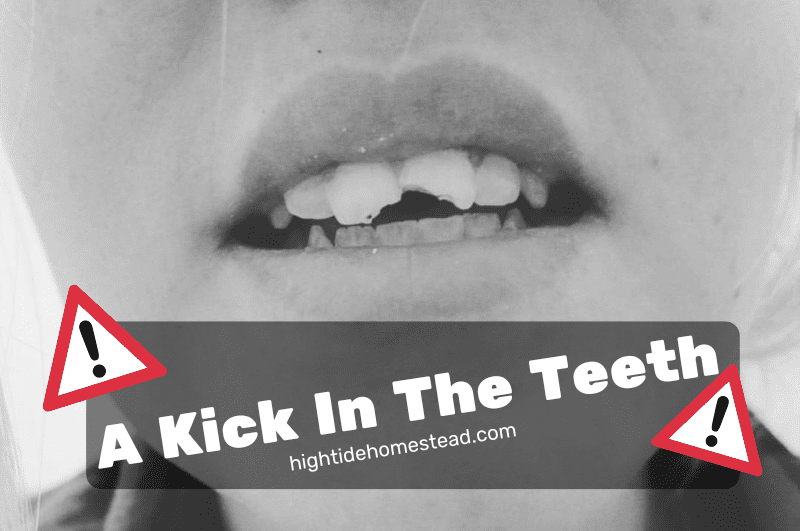 A Kick In The Teeth - hightidehomestead.com