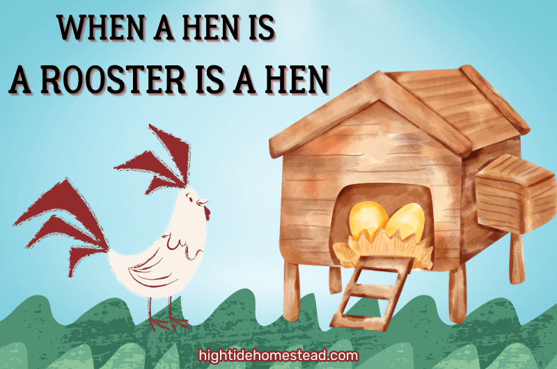 When A Hen Is A Rooster Is A Hen - hightidehomestead.com