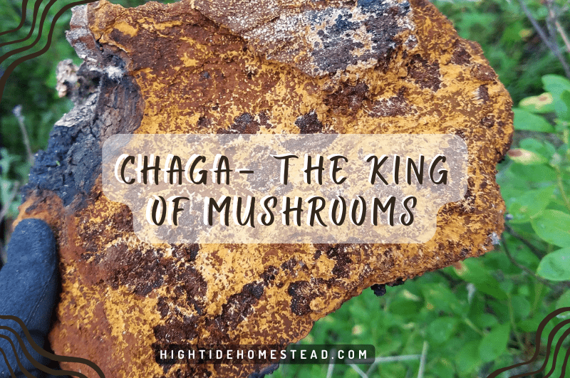 Chaga - The King Of Mushrooms hightidehomestead.com