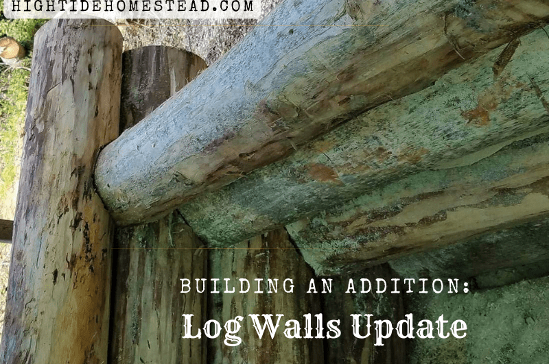 Building an addition: log wall update - hightidehomestead.com