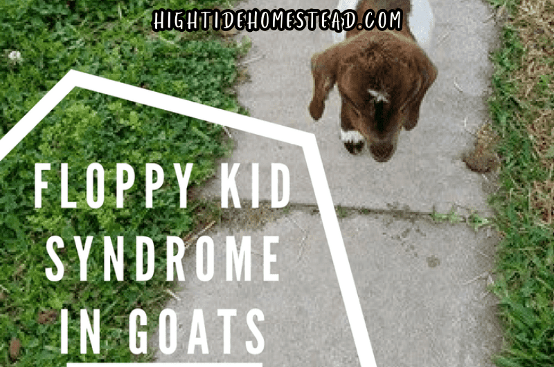 An Experience With Floppy Goat Syndrome In Goats - hightidehomestead.com
