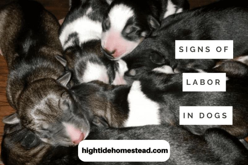 Signs Of Labor In Dogs - hightidehomestead.com