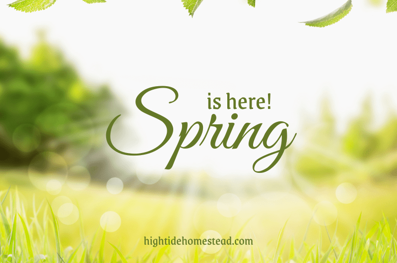 Spring is here! - hightidehomestead.com