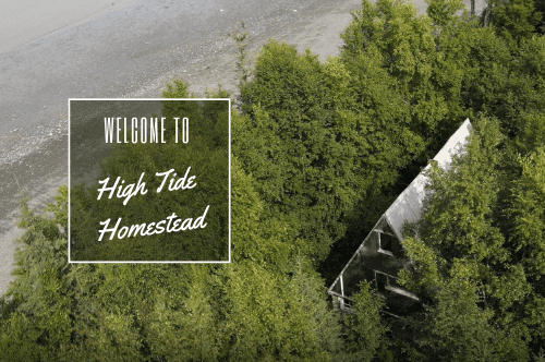 Welcome to High Tide Homestead